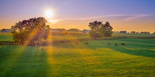 Thoroughbred horses grazing at sunset in a field.